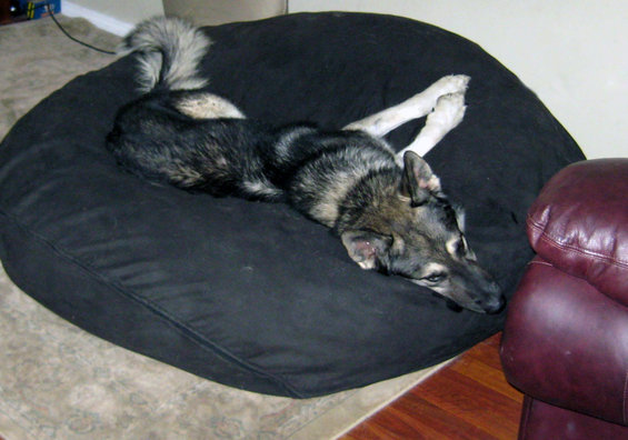 Dog resting on a large black beanbag chair next to a burgundy leather armchair
