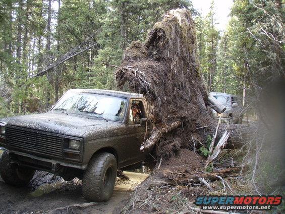 Muddy 1980s Ford Bronco and another SUV on a forest trail with a large fallen tree blocking the path