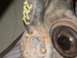 1999 Volkswagen Beetle - A close-up view of a vehicle part, possibly from an older car, with visible rust and yellow markings.