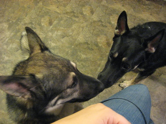 Two dogs, one tan and grey, the other black, interact near a person's leg