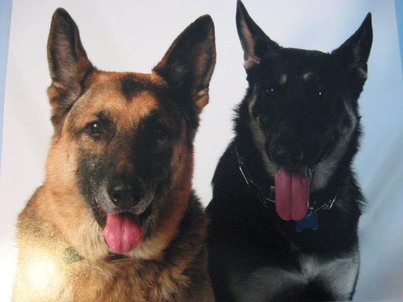 Two German Shepherd dogs, one tan and black, the other black, with tongues out