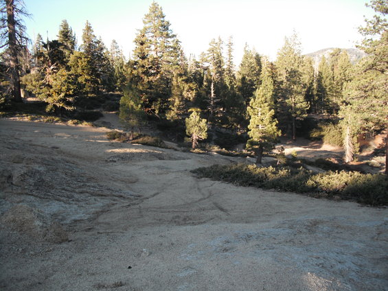 Rocky ground and pine trees under a clear sky