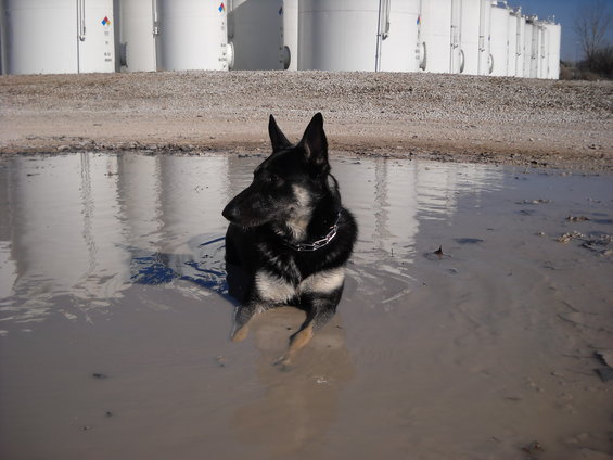 German Shepherd dog sitting in a muddy puddle with large white industrial tanks in the background