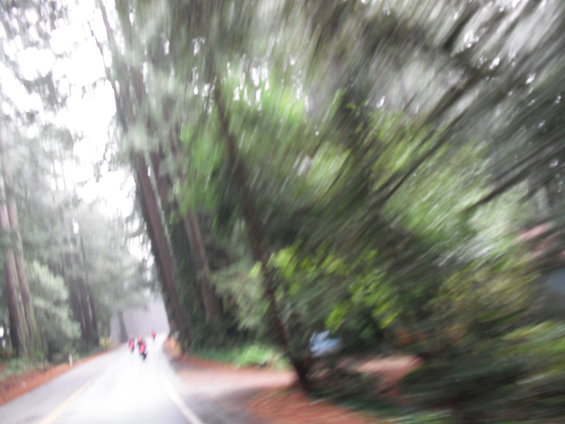 Motion blurred road through a forest with trees lining the sides