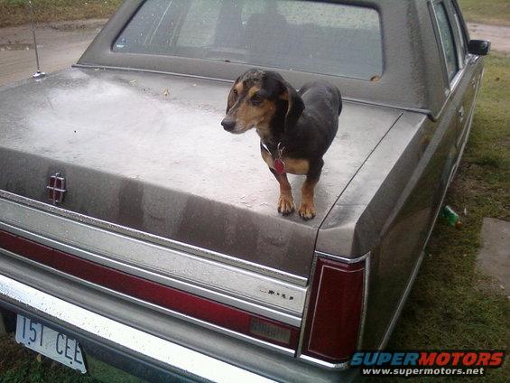 Brown sedan's trunk with a dachshund standing on it. License plate reads 151 CEE