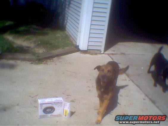 Here's my dog, Jimmy, supportin me all the way on this install.