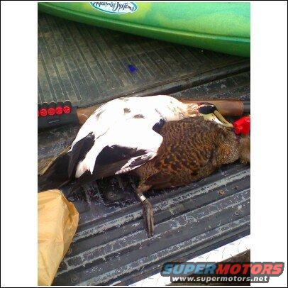 Two dead ducks and shotgun shells in the bed of a truck, with a green kayak in the background
