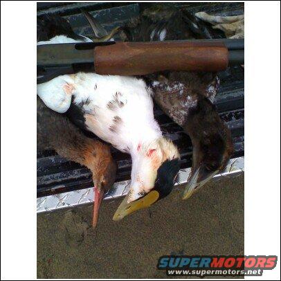 Dead ducks and a shotgun in the bed of a truck