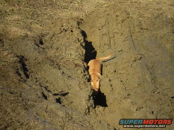 dog walking in a muddy ditch