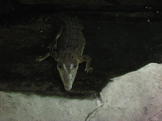 alligator in dark water near concrete