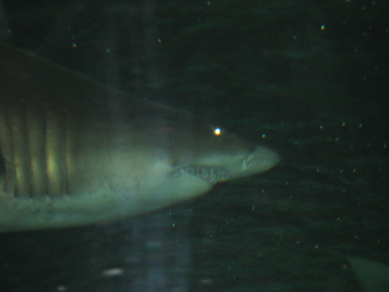 Shark swimming underwater