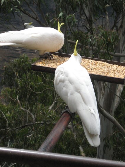 Two white cockatoos with yellow crests eating birdseed from a feeder. One is perched on a railing