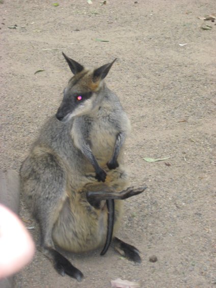 Wallaby with joey in pouch sits on sandy ground, facing left with pink eyes