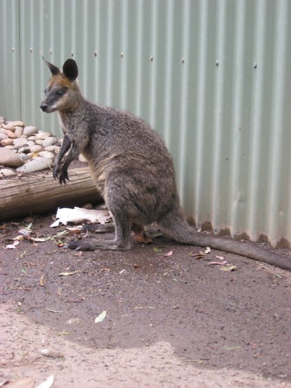 Wallaby standing on dirt in front of a corrugated metal fence