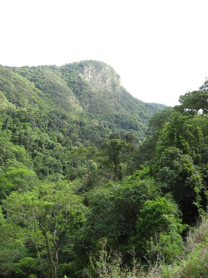 Mountain slope covered in lush green forest under a bright sky