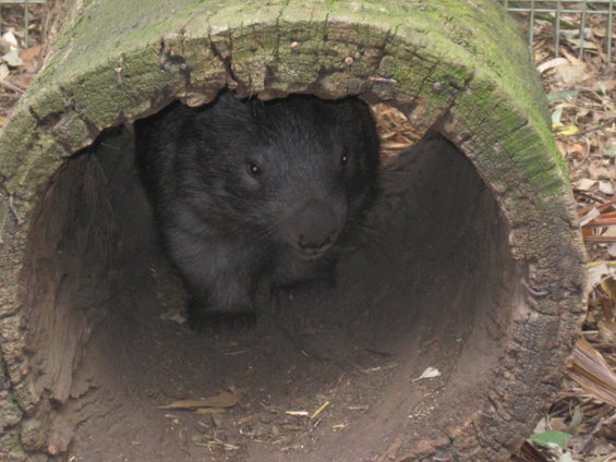 Wombat peeking out from inside a hollow log