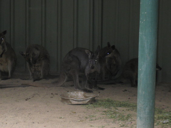 Several wallabies are in a sandy enclosure with a metal wall behind them and a green pole on the right