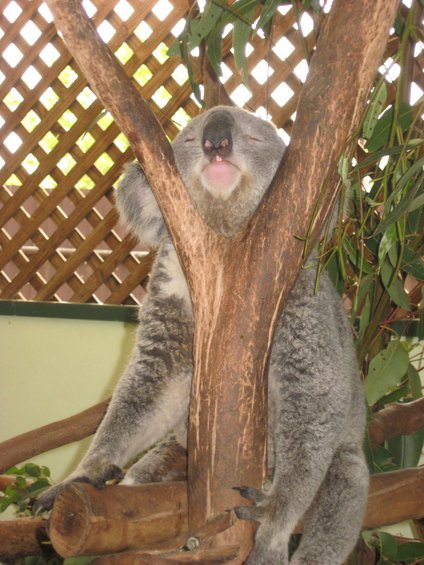 Koala sleeping in a tree