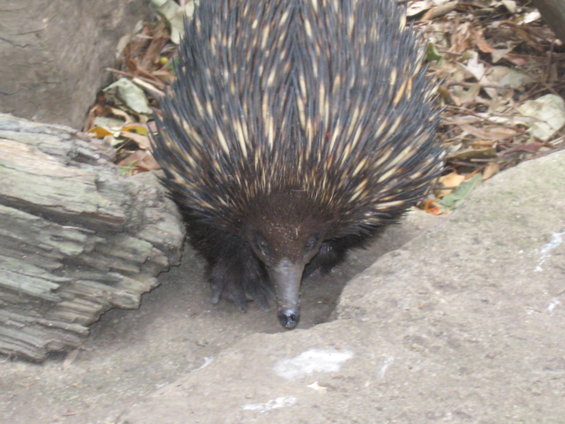 Echidna with quills, head down, between rocks and dirt