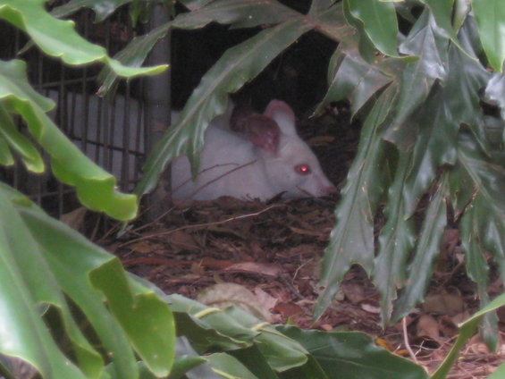White animal with red eyes peeking out from behind large green leaves and dry leaves on the ground
