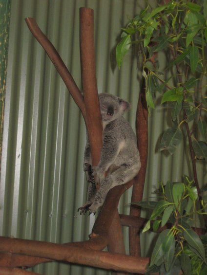 Koala sleeping on a tree branch with green leaves and a corrugated metal wall in the background