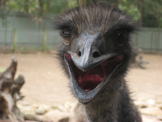 Close-up of an emu's face with its mouth wide open