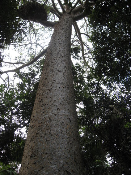 Looking up at a large tree trunk with branches and leaves against a bright sky