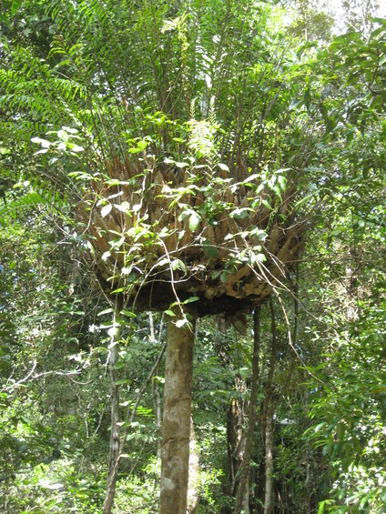 Large bird's nest with foliage on a tree trunk in a forest