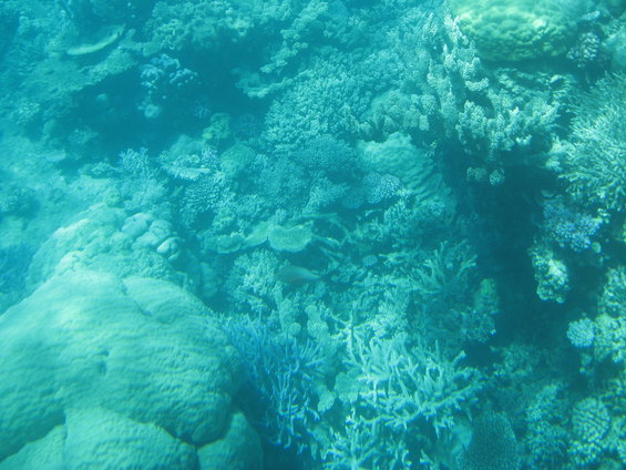 Underwater shot of a coral reef with various coral formations and a small fish
