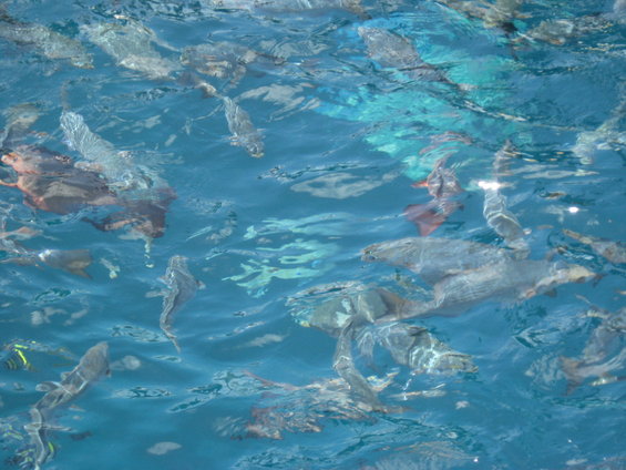 School of fish swimming in clear blue water, some with visible stripes