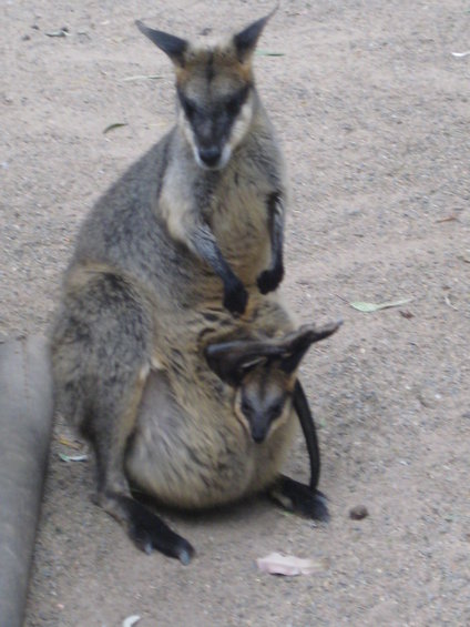 Wallaby with a joey peeking out of its pouch, sitting on sandy ground