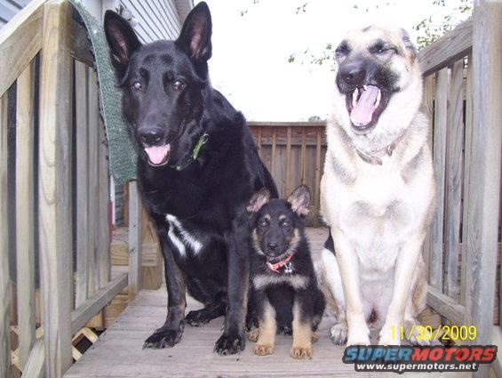 Three German Shepherd dogs, one adult black, one adult tan and black, and one puppy, sit on a wooden deck
