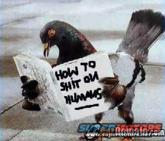 Pigeon holding open a book titled 'HOW TO SHIT ON HUMANS'