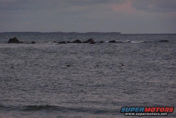 Ocean waves breaking on rocks in the distance, with birds on the water