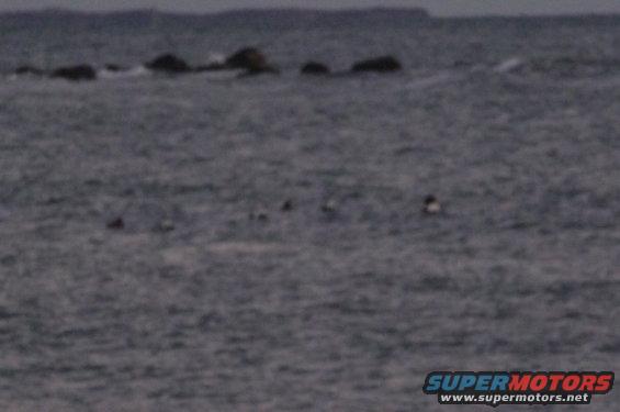 Ducks swimming on choppy water near rocks and a distant shoreline