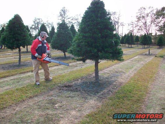 Man in red jacket and tan pants holding an orange chainsaw in a Christmas tree farm