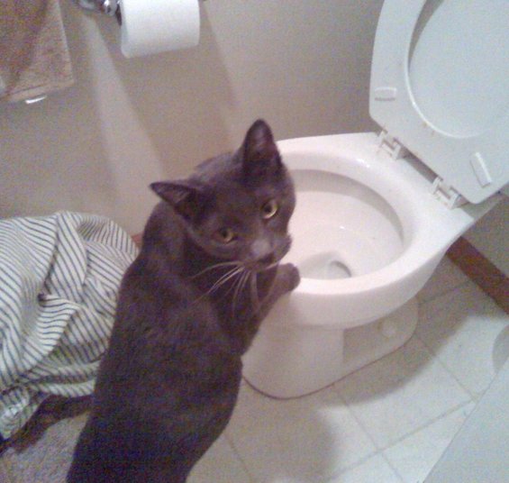 Ellie getting ready to drink out of, of all places, the toilet.