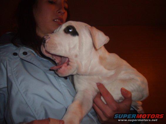 puppy2.jpg 