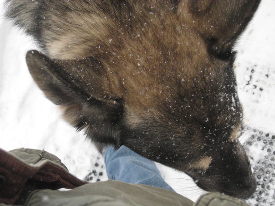 dog with snow on its fur, standing in the snow next to a person's legs
