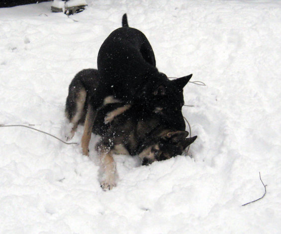Two dogs playing in the snow