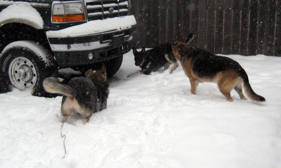 Truck front bumper and tire in snow with three dogs playing