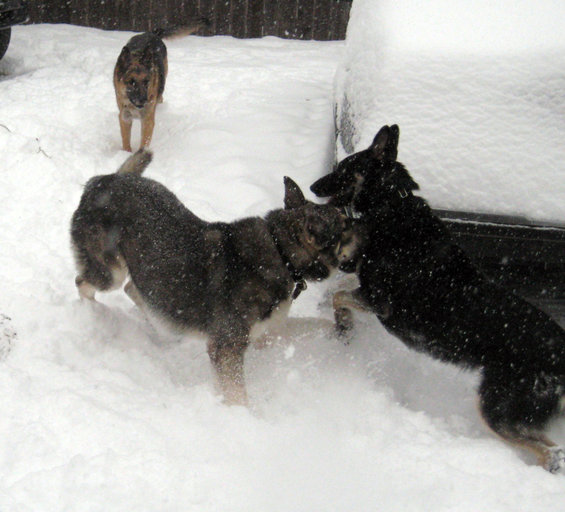 Three dogs are playing in the snow near a car