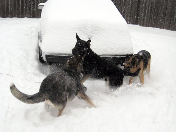 Three German Shepherd dogs play in deep snow next to a car covered in snow