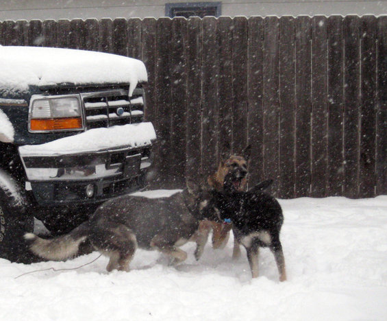 Three German Shepherds play in the snow next to a dark-colored truck covered in snow