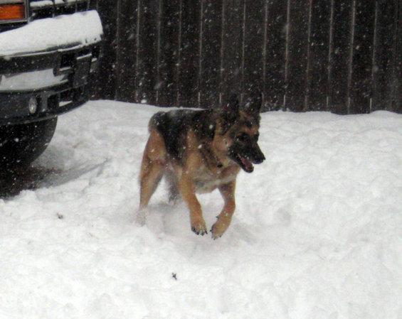 German Shepherd dog running in snow near a vehicle bumper