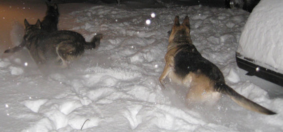 Two dogs, one German Shepherd and another wolf-like dog, play in deep snow at night