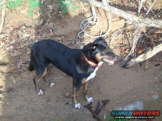 Dog standing in dirt with a red collar