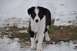 1996 Ford Bronco - A young border collie puppy stands in a snowy field.