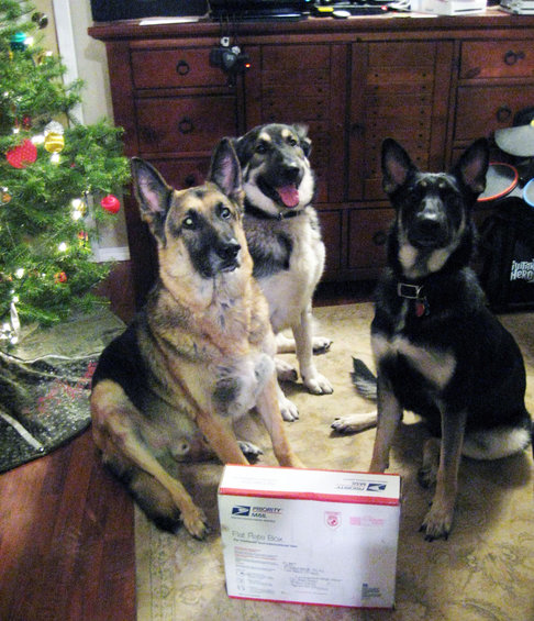 Three German Shepherd dogs sit on a floor near a Christmas tree and a Priority Mail box