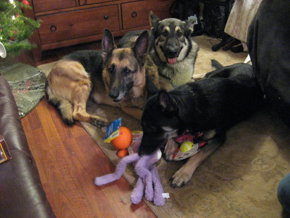 Three dogs are on the floor with toys. One dog is chewing on a purple octopus toy
